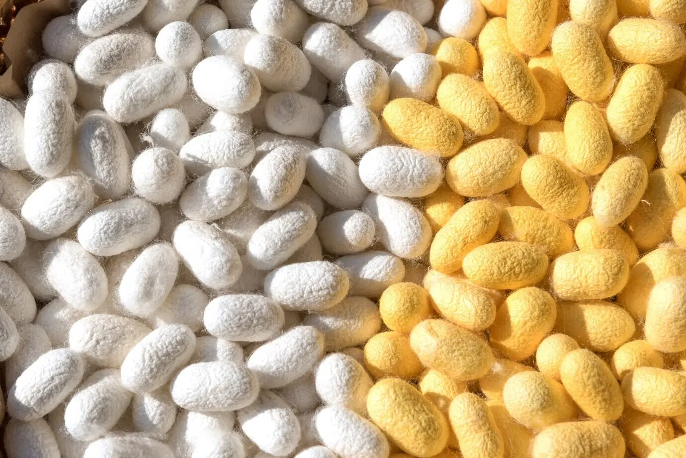 Кокон шелкопряда белого и жёлтого цвета